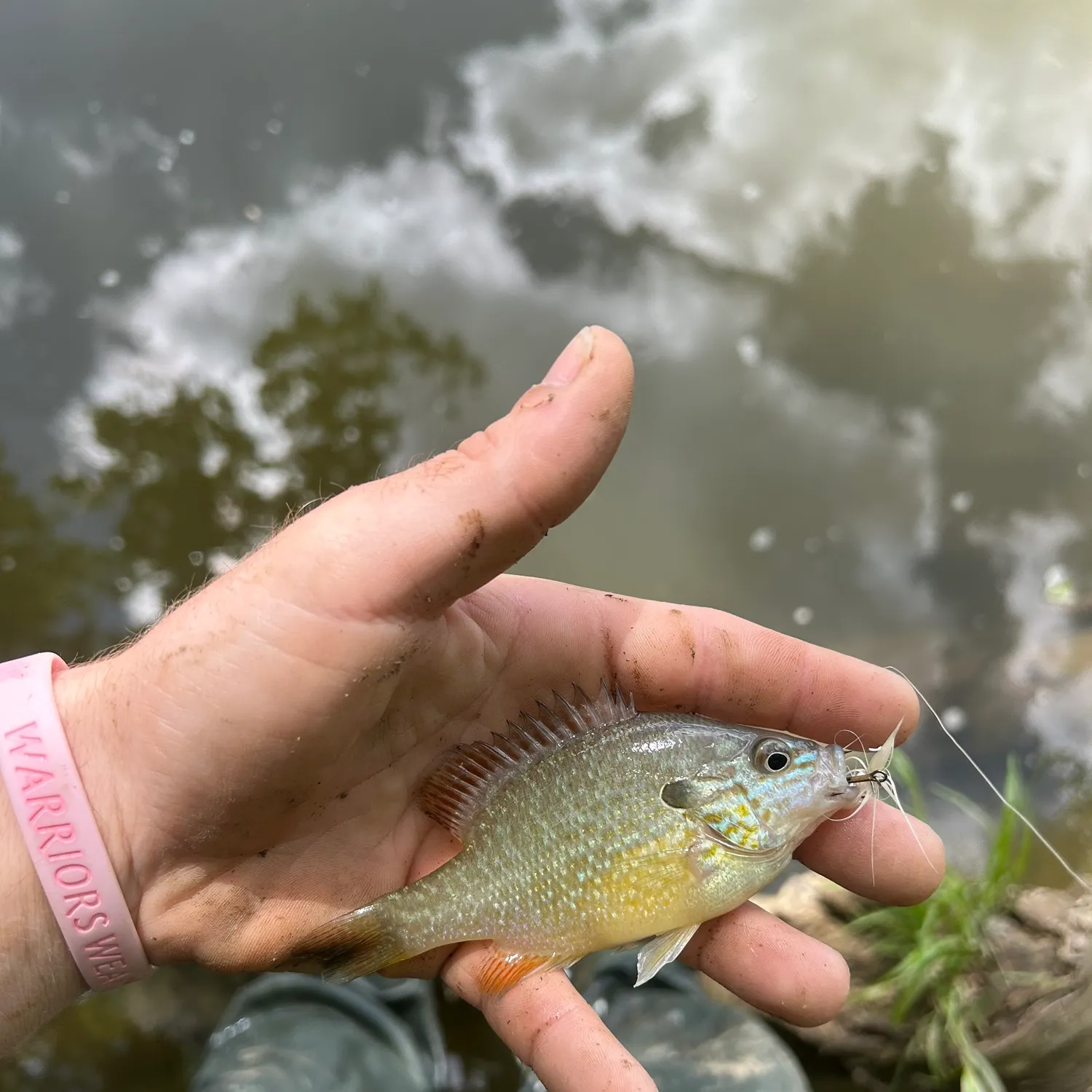 The most recent Dollar sunfish catches on Fishbrain