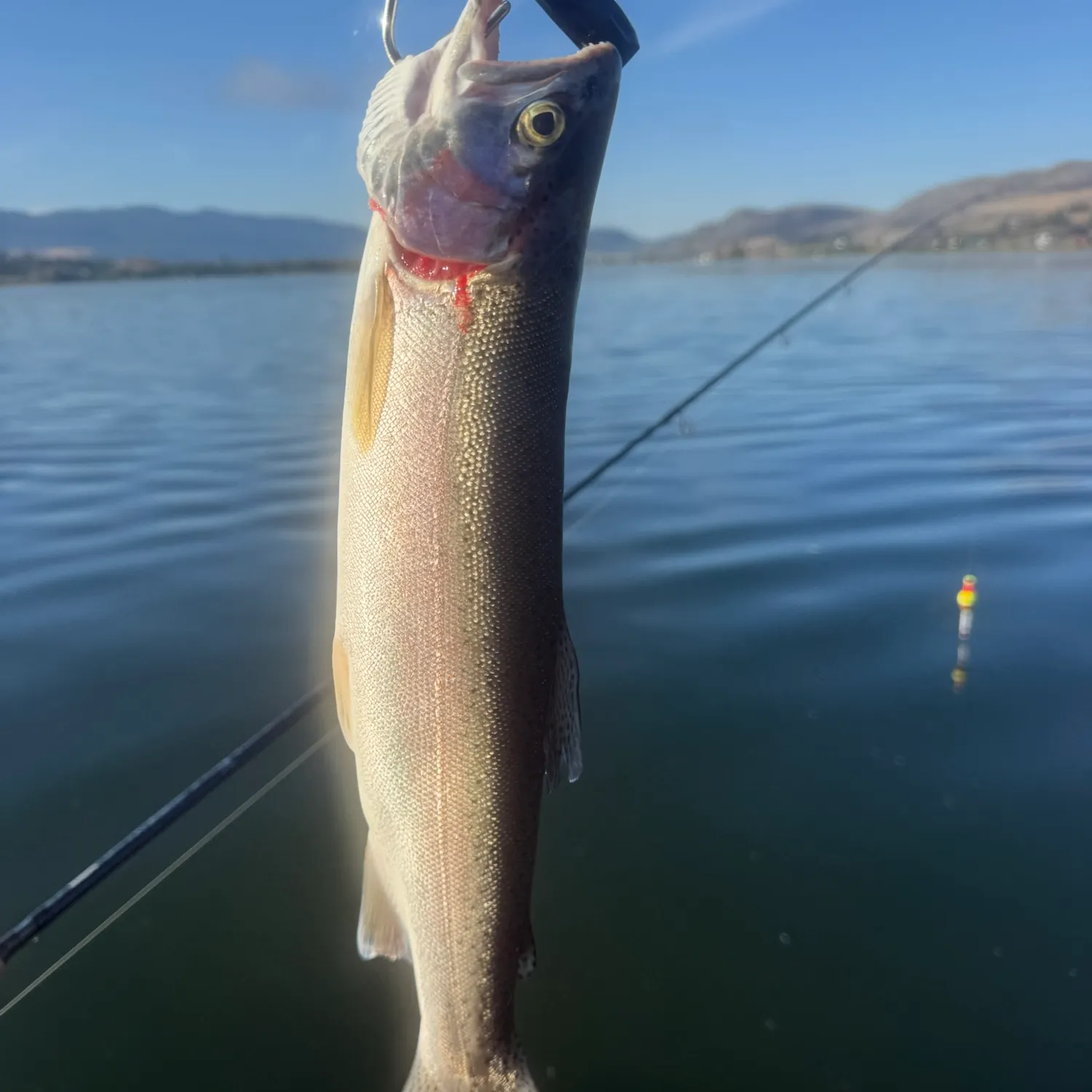 Rainbow trout caught on Fishbrain