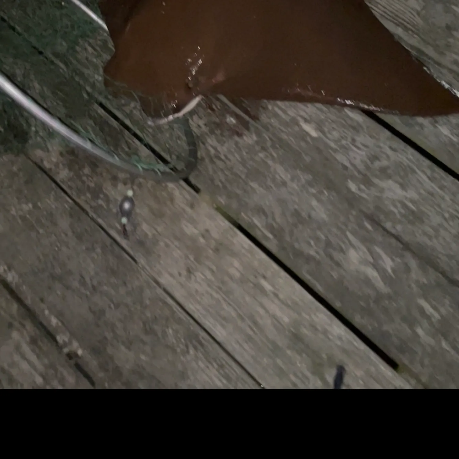 The most recent Cownose Ray catches on Fishbrain