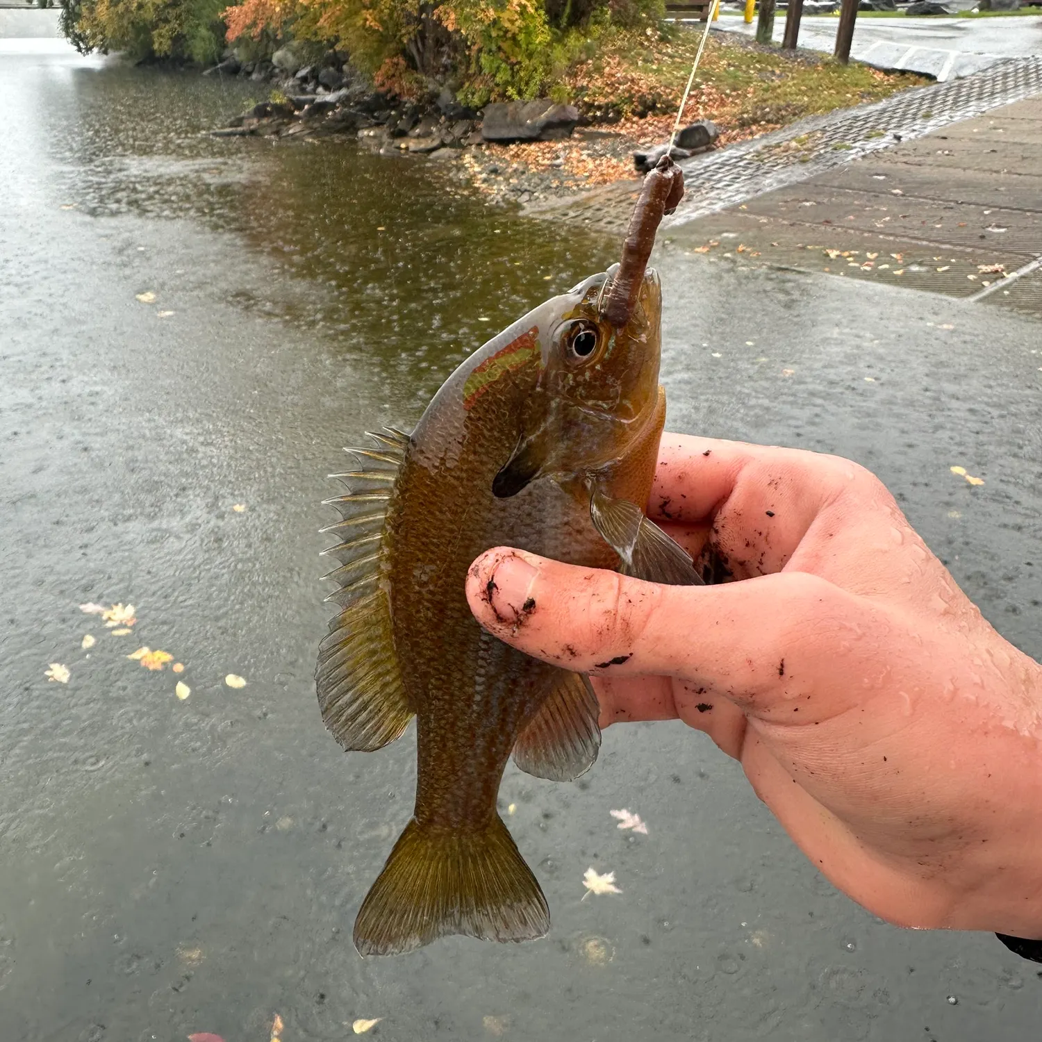 Green sunfish caught on Fishbrain