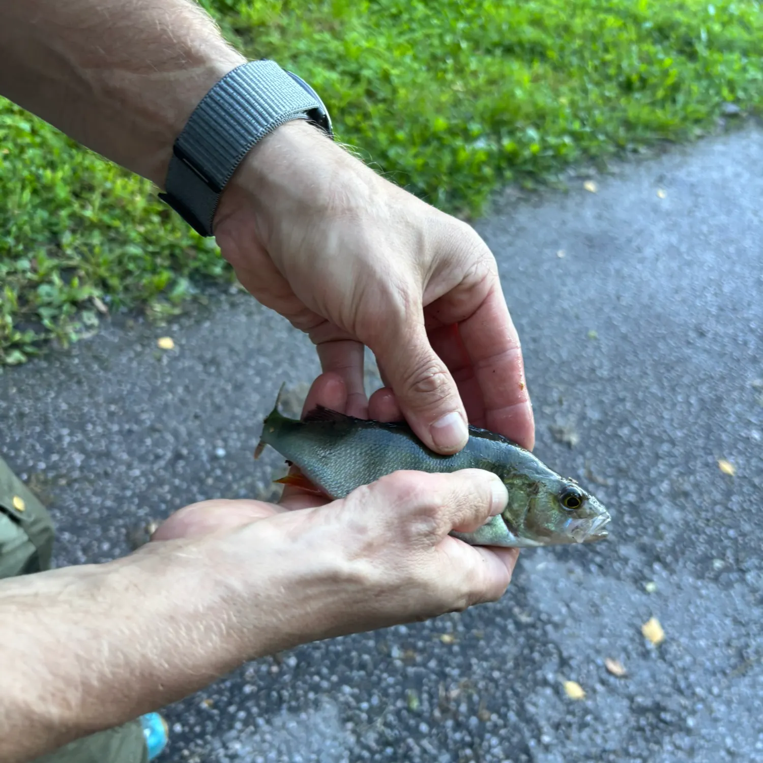 European perch caught on Fishbrain