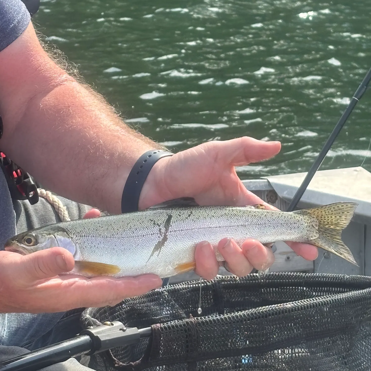 Cutthroat trout caught on Fishbrain