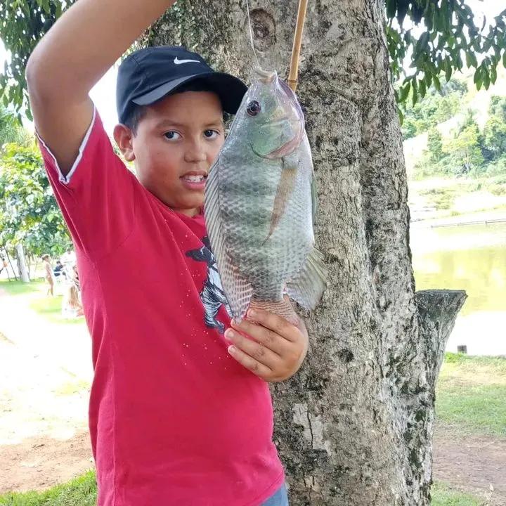 Redbreast tilapia caught on Fishbrain