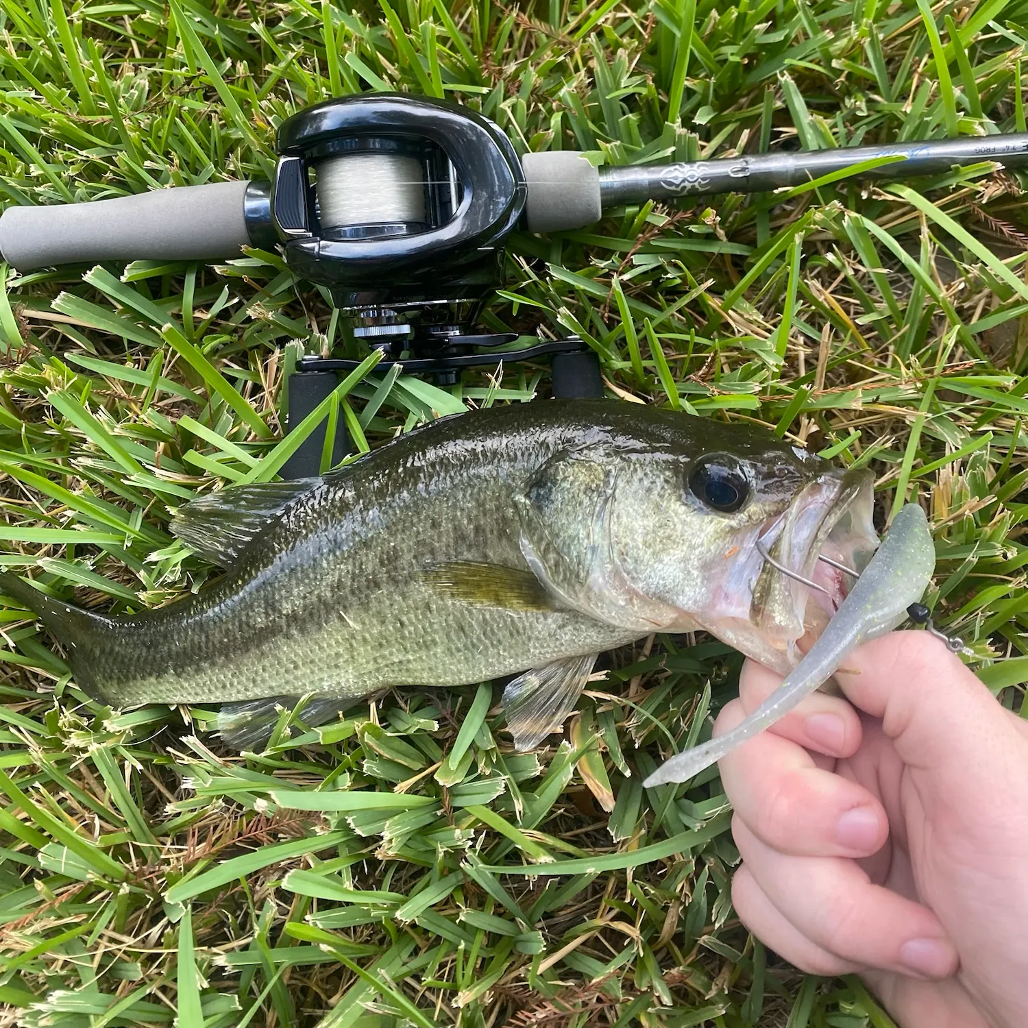 Largemouth bass caught on Fishbrain
