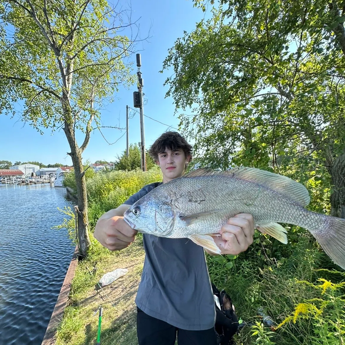 Freshwater drum caught on Fishbrain