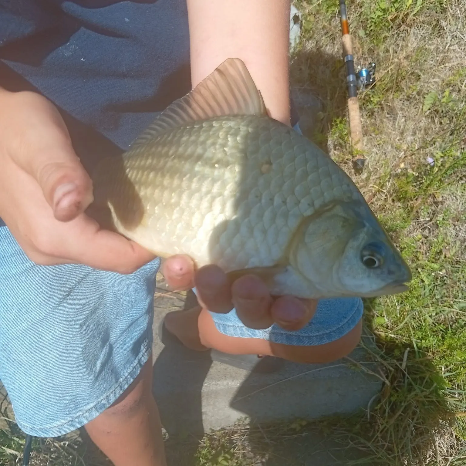 Prussian carp caught on Fishbrain
