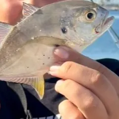 The most recent Crevalle jack catches on Fishbrain