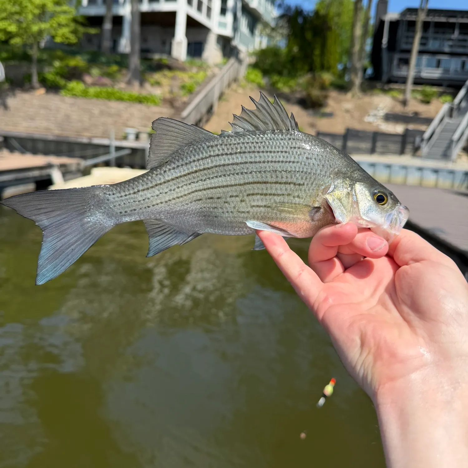 The most recent White bass catches on Fishbrain