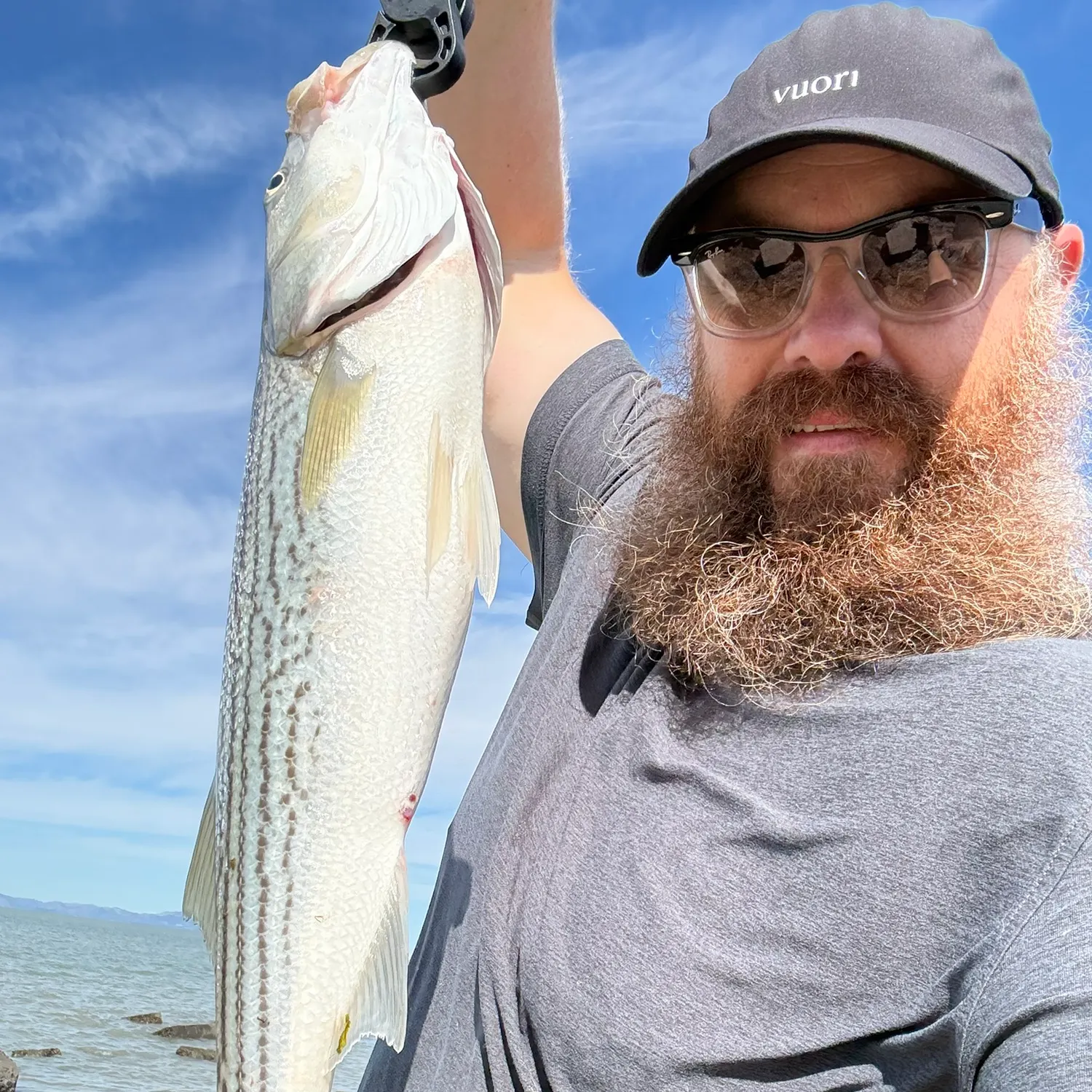 Striped bass caught on Fishbrain