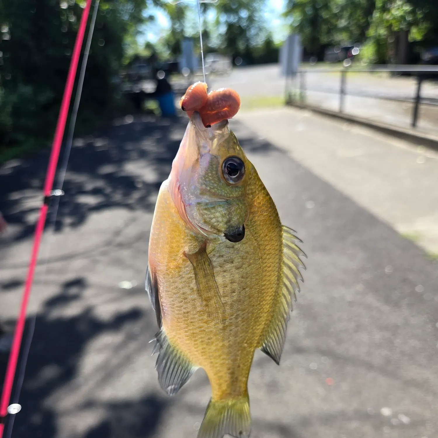 Bluegill caught on Fishbrain
