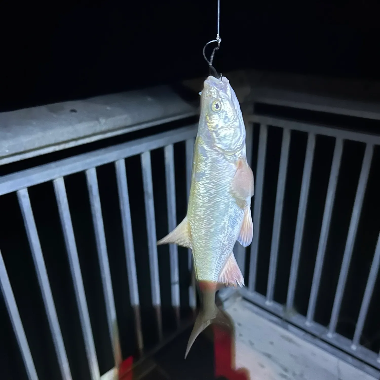 The most recent Virgin chub catches on Fishbrain