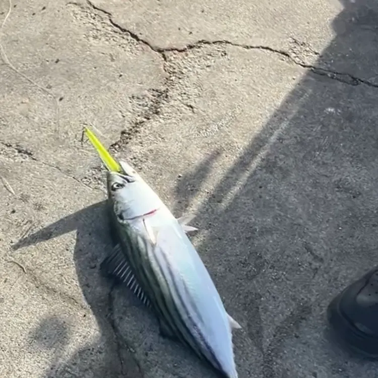 Pacific bonito caught on Fishbrain