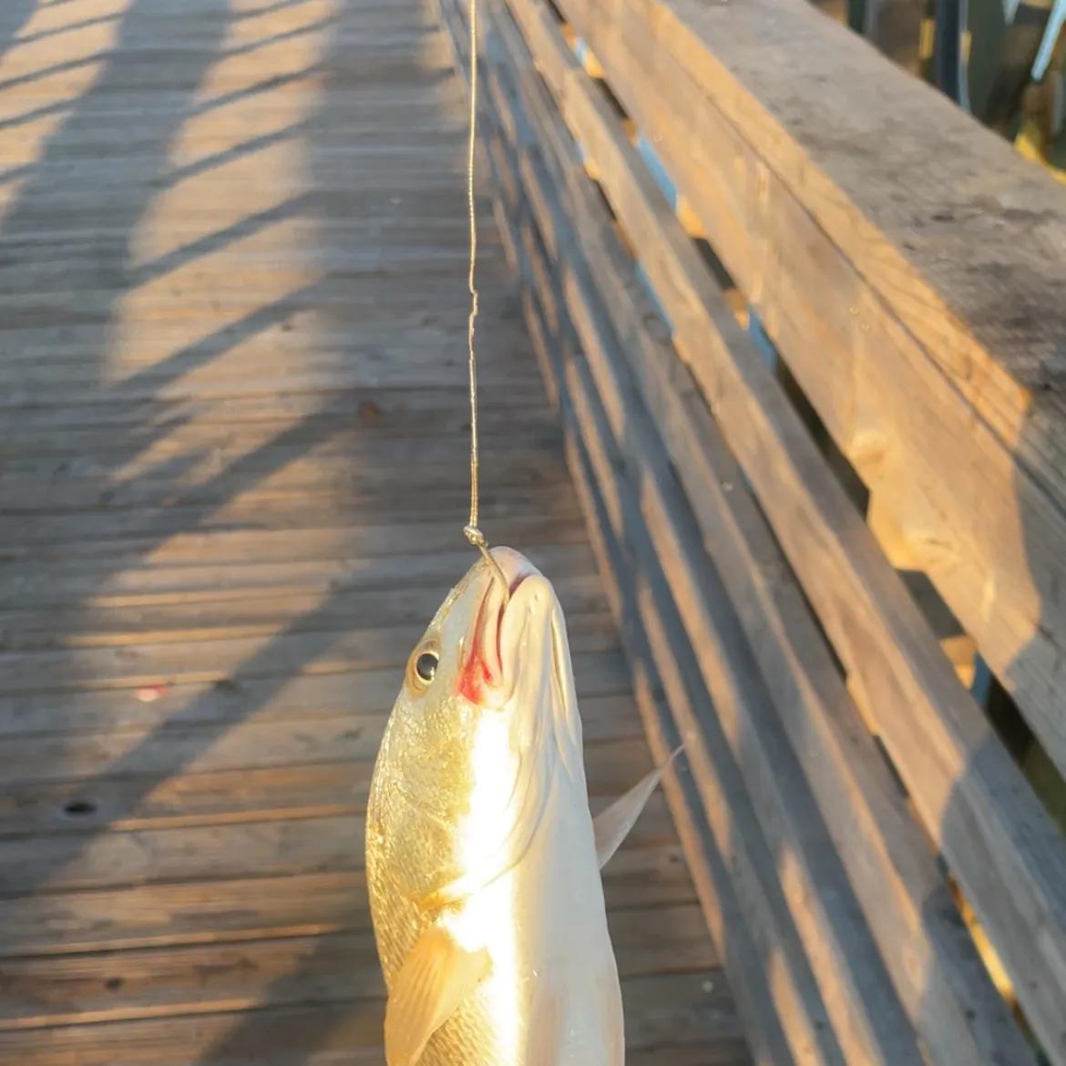 Red drum caught on Fishbrain