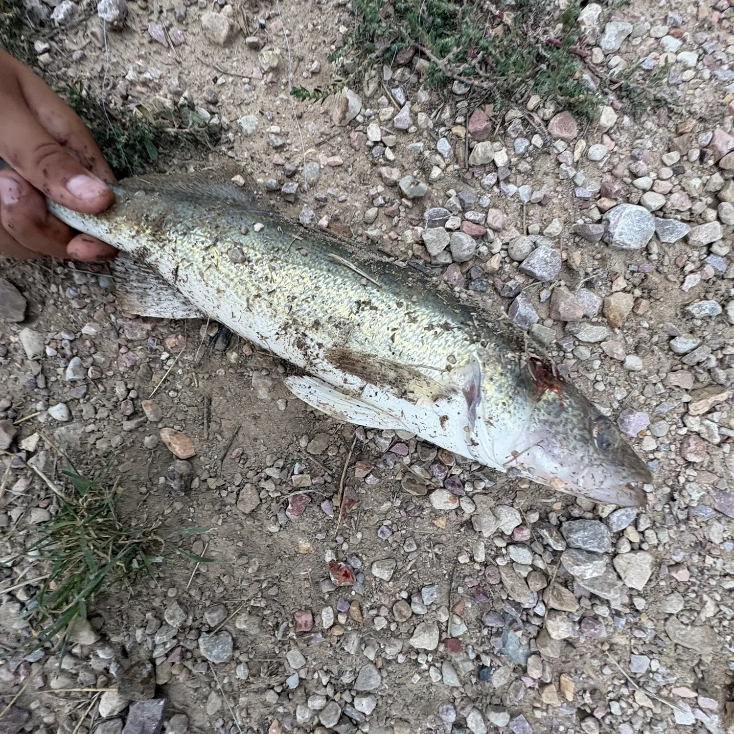 Walleye caught on Fishbrain