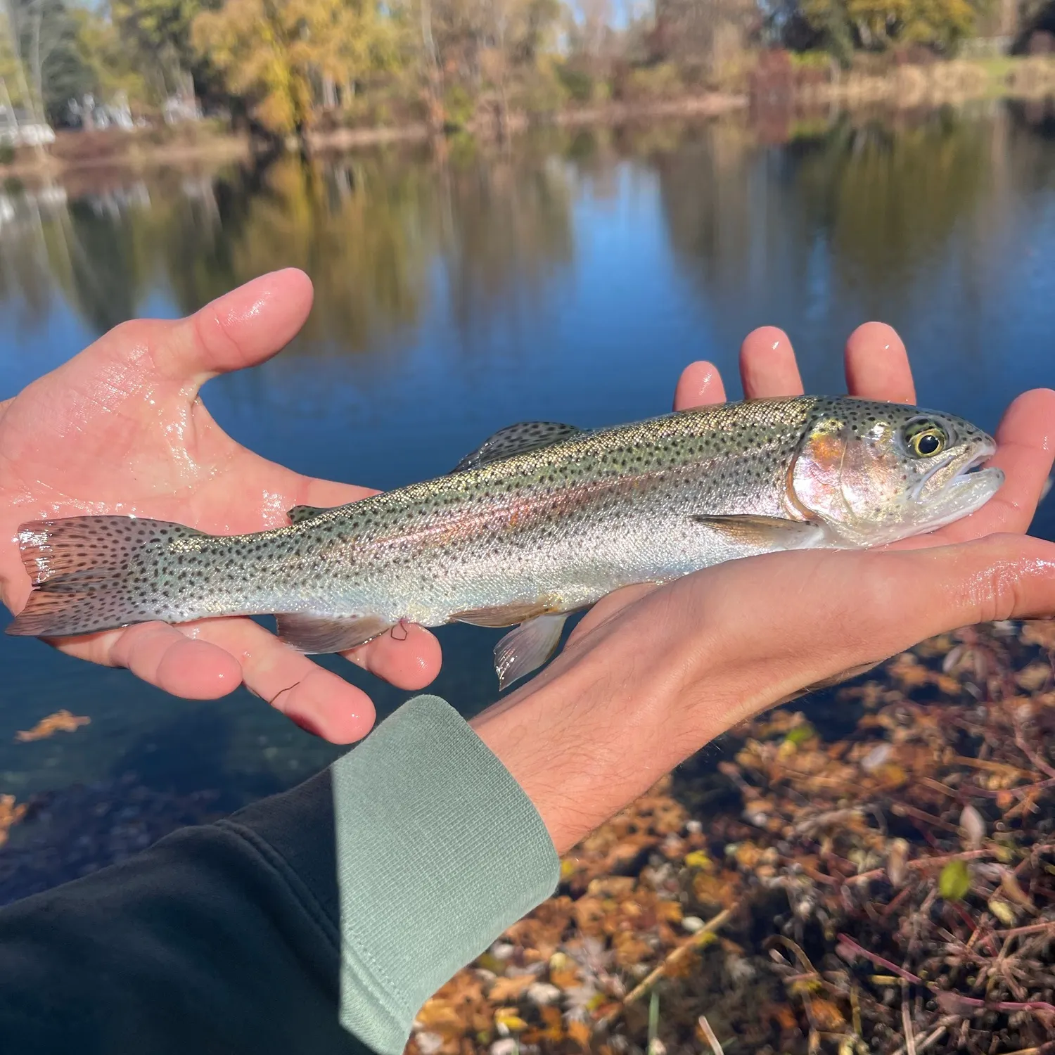 Rainbow trout caught on Fishbrain