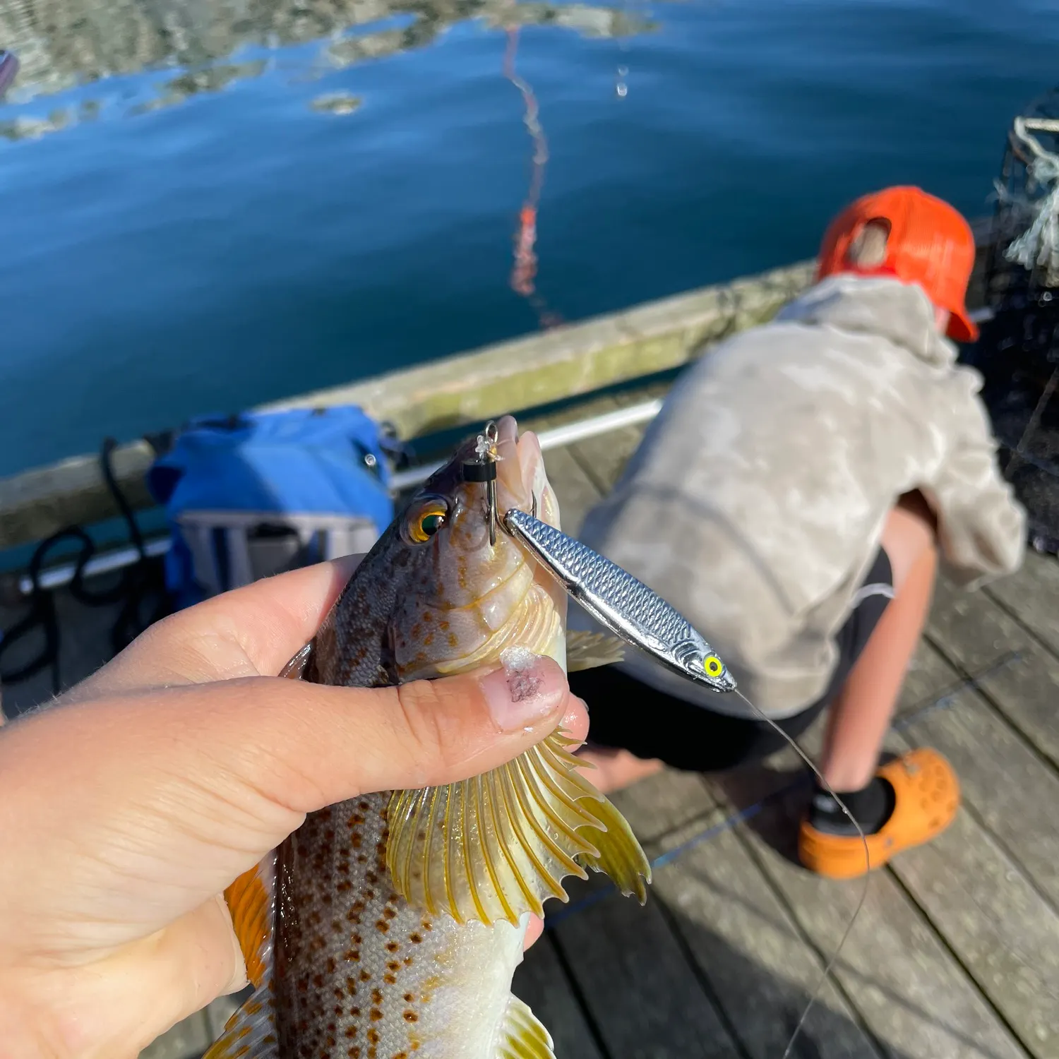 Kelp greenling caught on Fishbrain
