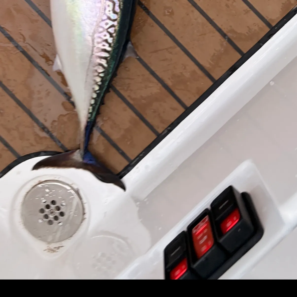 Little tunny caught on Fishbrain