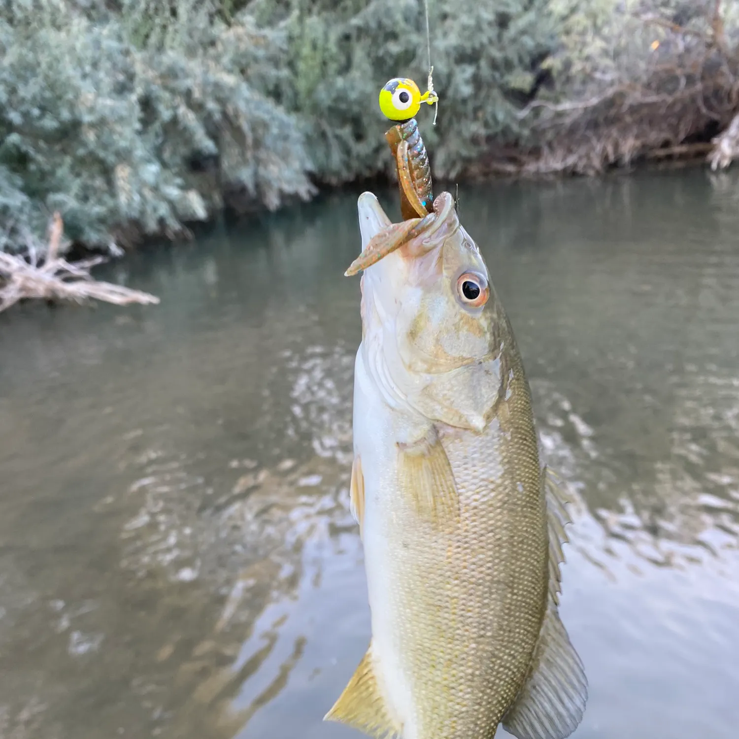 Fish caught on Fishbrain