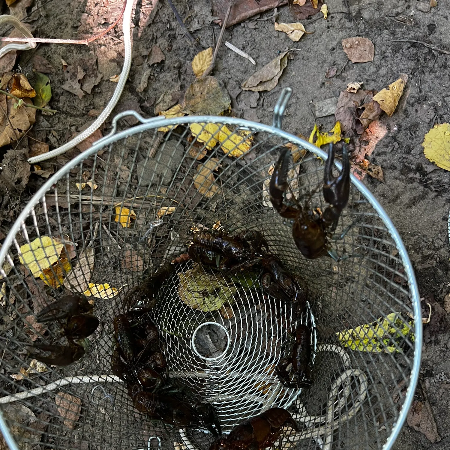 The most recent Appalachian brook crayfish catches on Fishbrain