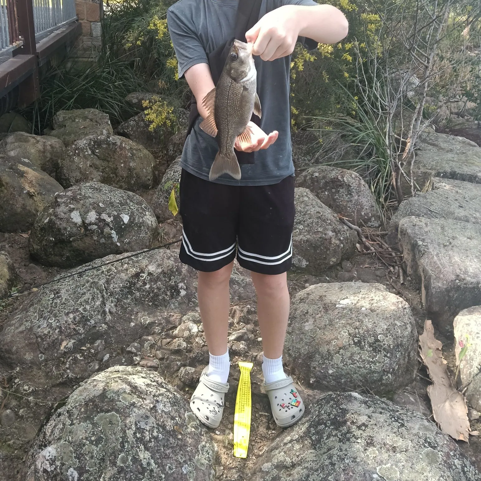 The most recent Australian bass catches on Fishbrain