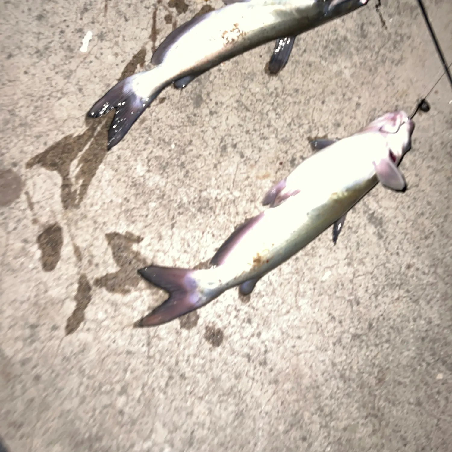 Channel catfish caught on Fishbrain