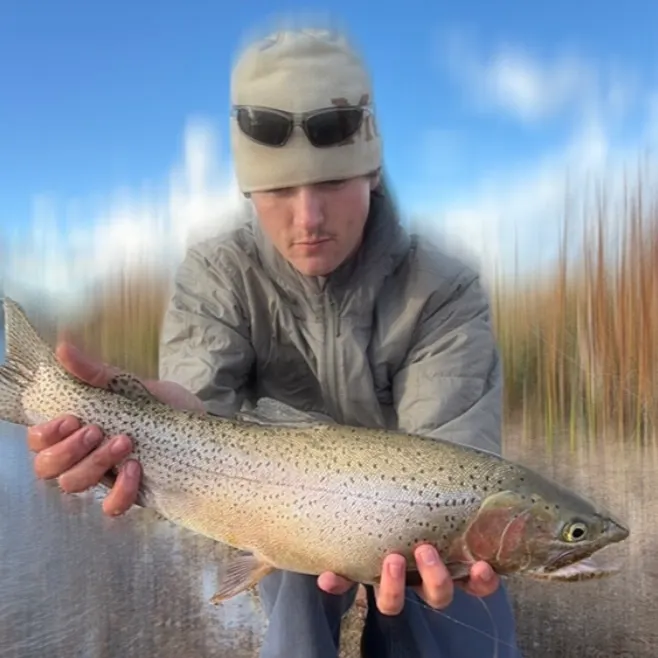 Cutbow caught on Fishbrain