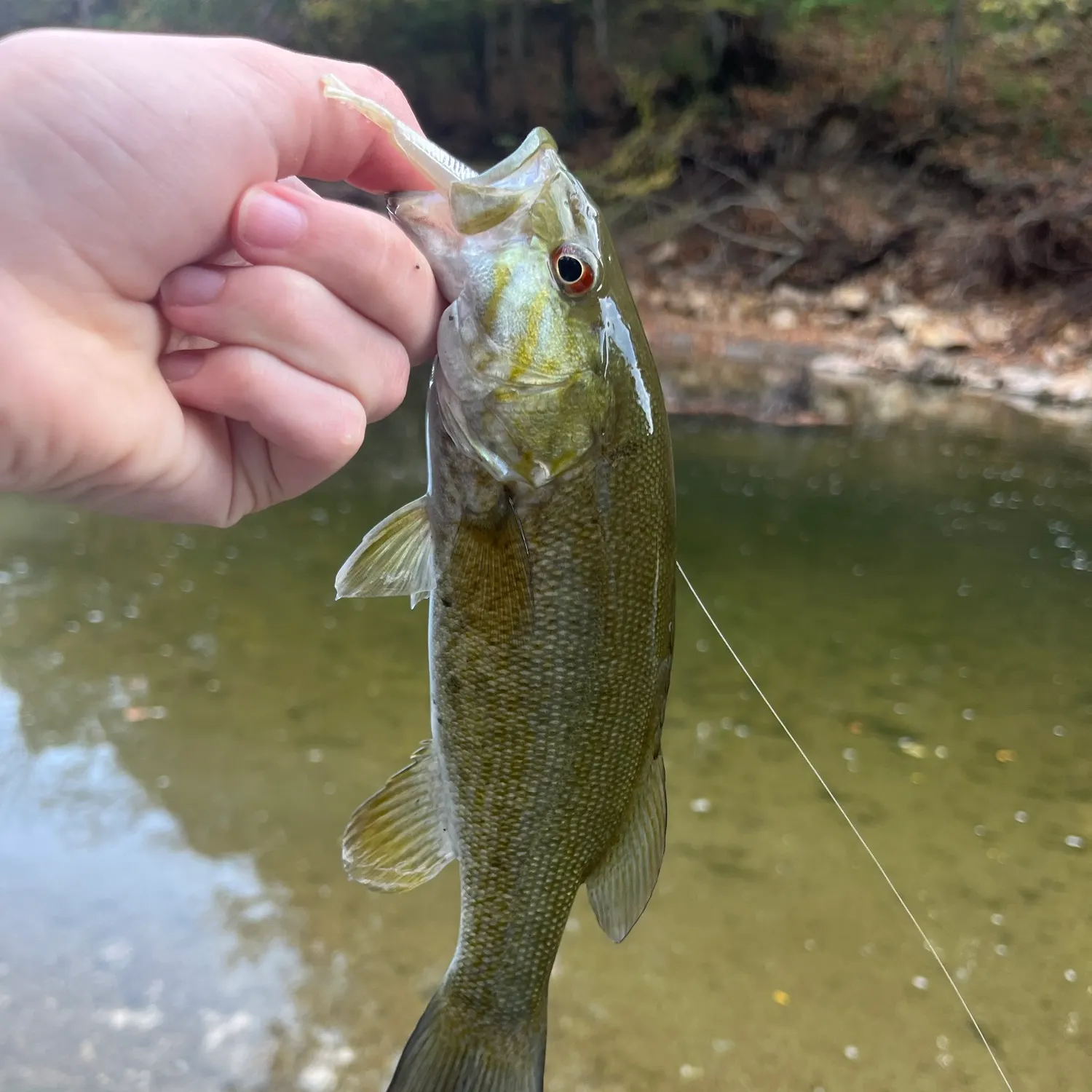 Smallmouth bass caught on Fishbrain