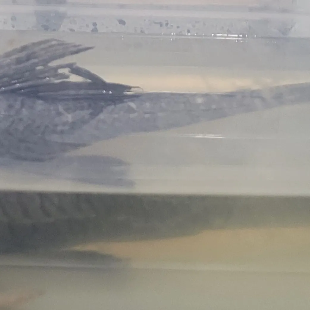 The most recent Snow Pleco catches on Fishbrain