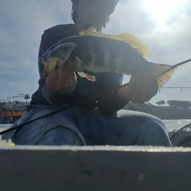 Spotted sand bass caught on Fishbrain