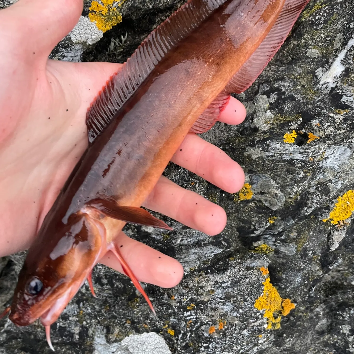 The most recent Three-bearded rockling catches on Fishbrain
