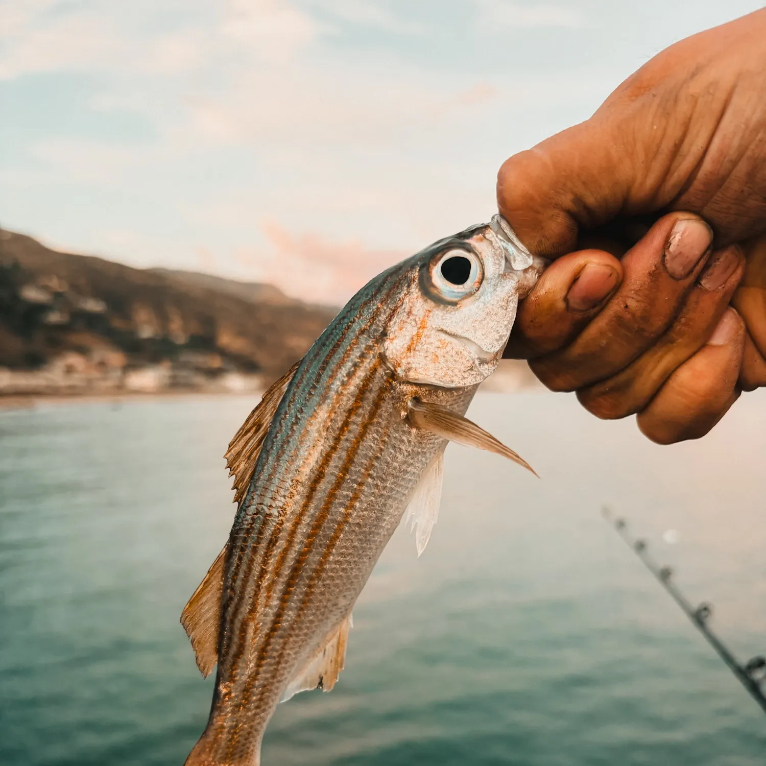 Californian salema caught on Fishbrain