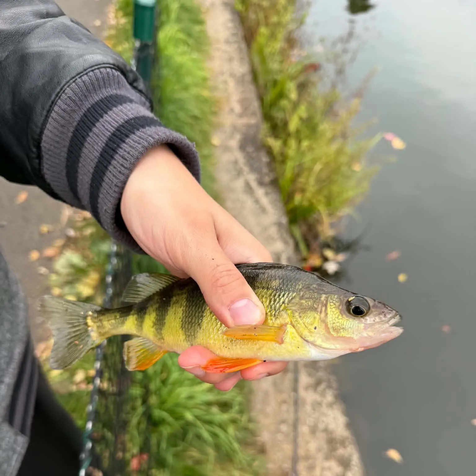 Yellow perch caught on Fishbrain