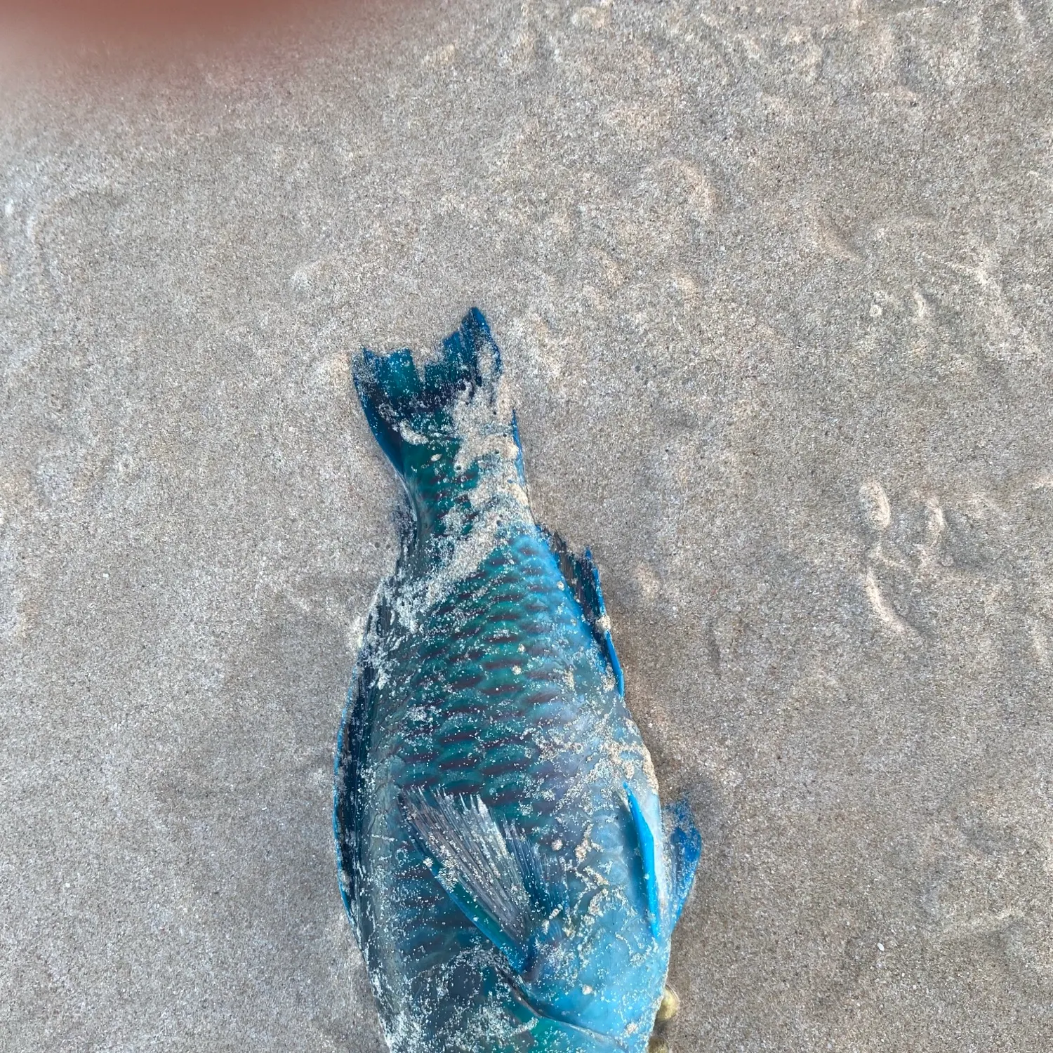 The most recent Eastern blue groper catches on Fishbrain
