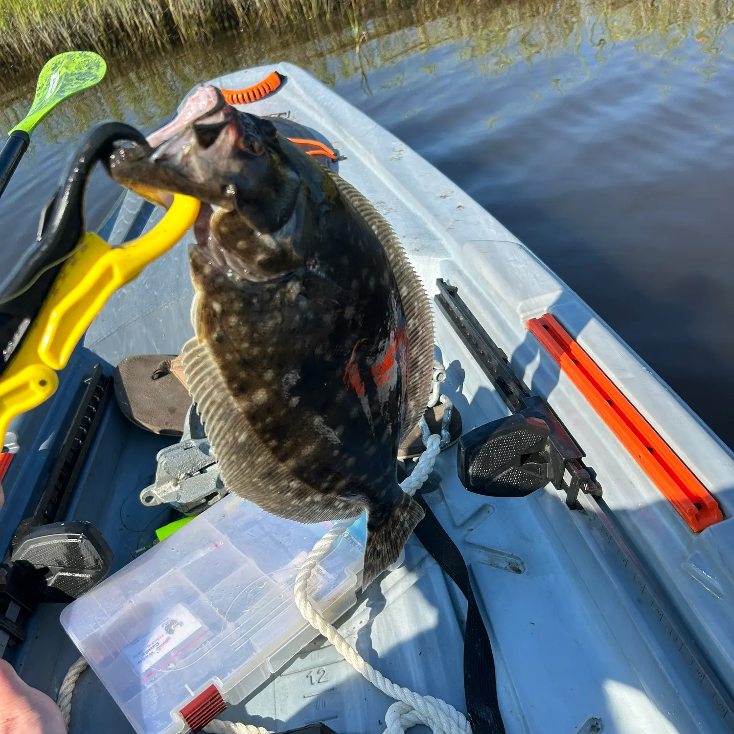 Fish caught on Fishbrain