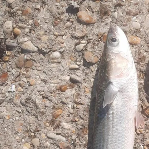 The most recent Thinlip grey mullet catches on Fishbrain