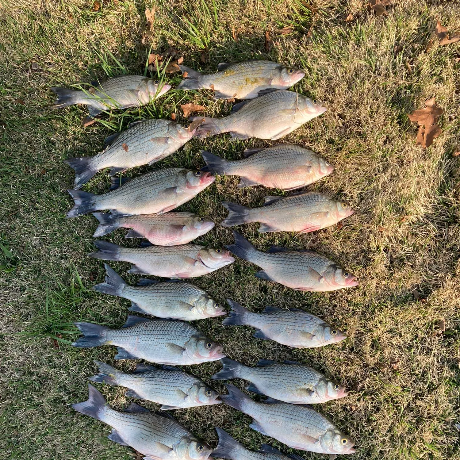 recently logged catches