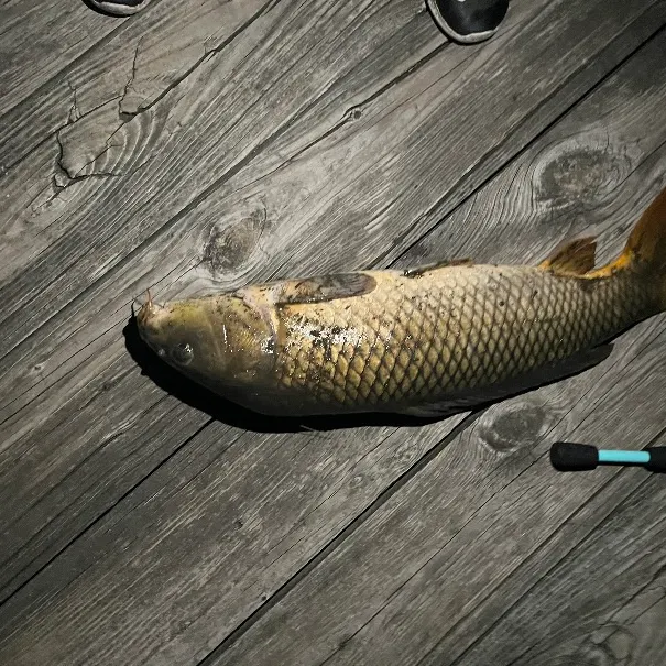 Common carp caught on Fishbrain