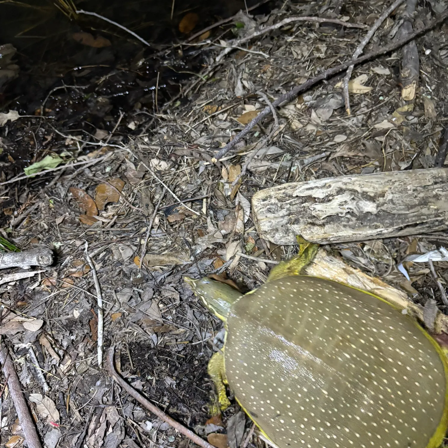 The most recent Australian swamp eel catches on Fishbrain