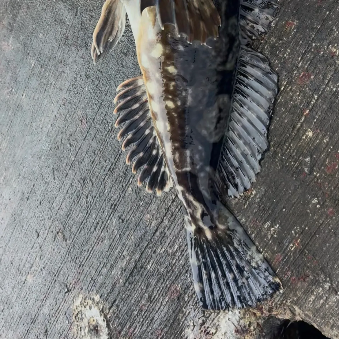 Cabezon caught on Fishbrain