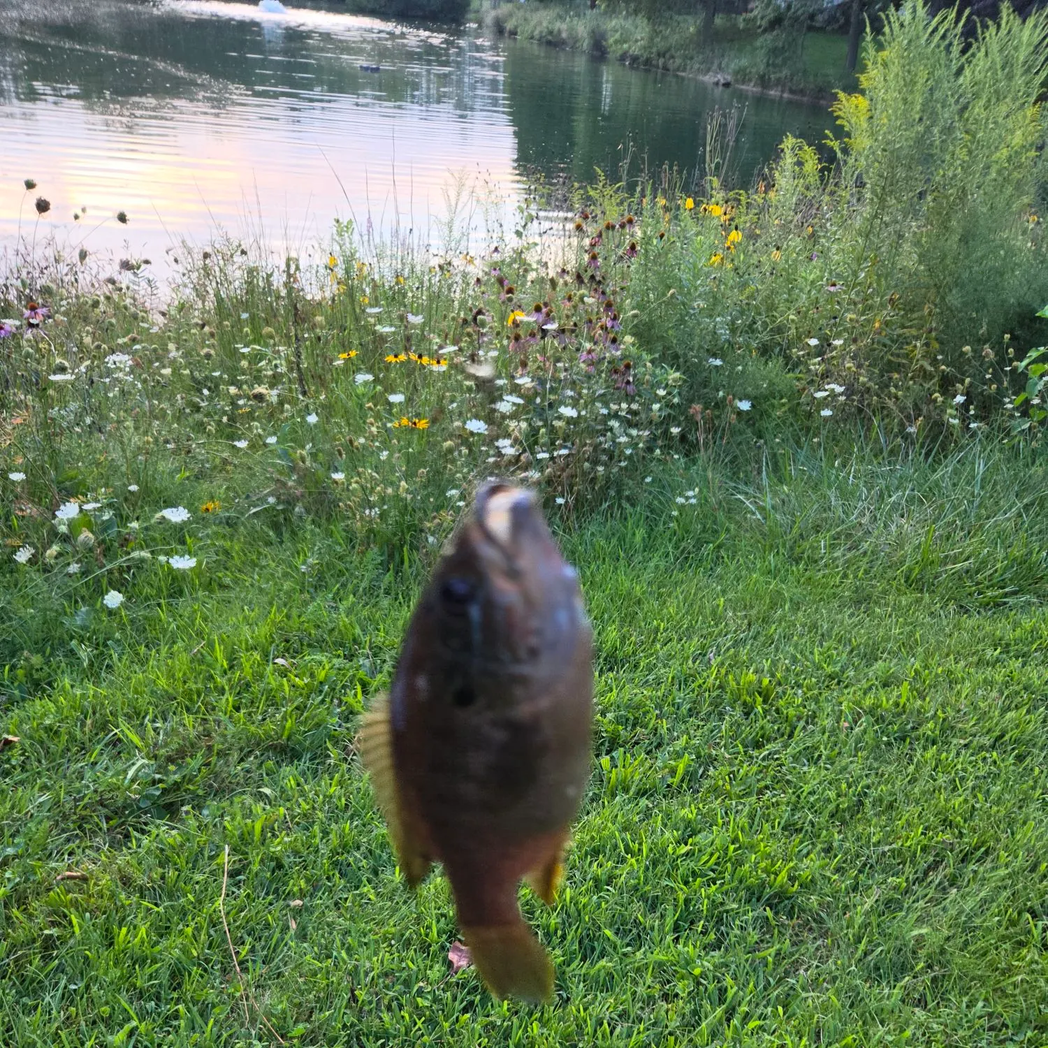 Bluegill caught on Fishbrain