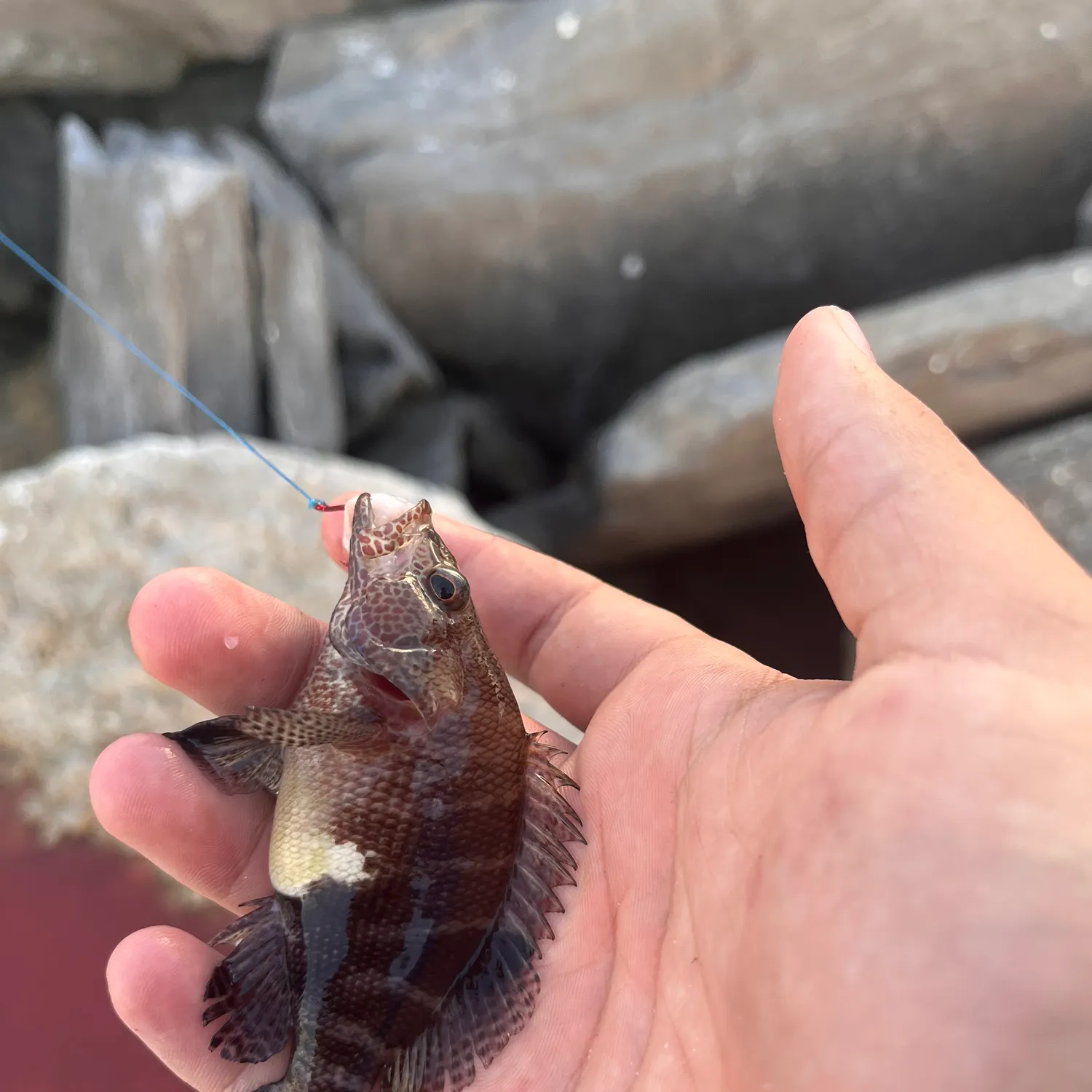 The most recent Belted sandfish catches on Fishbrain