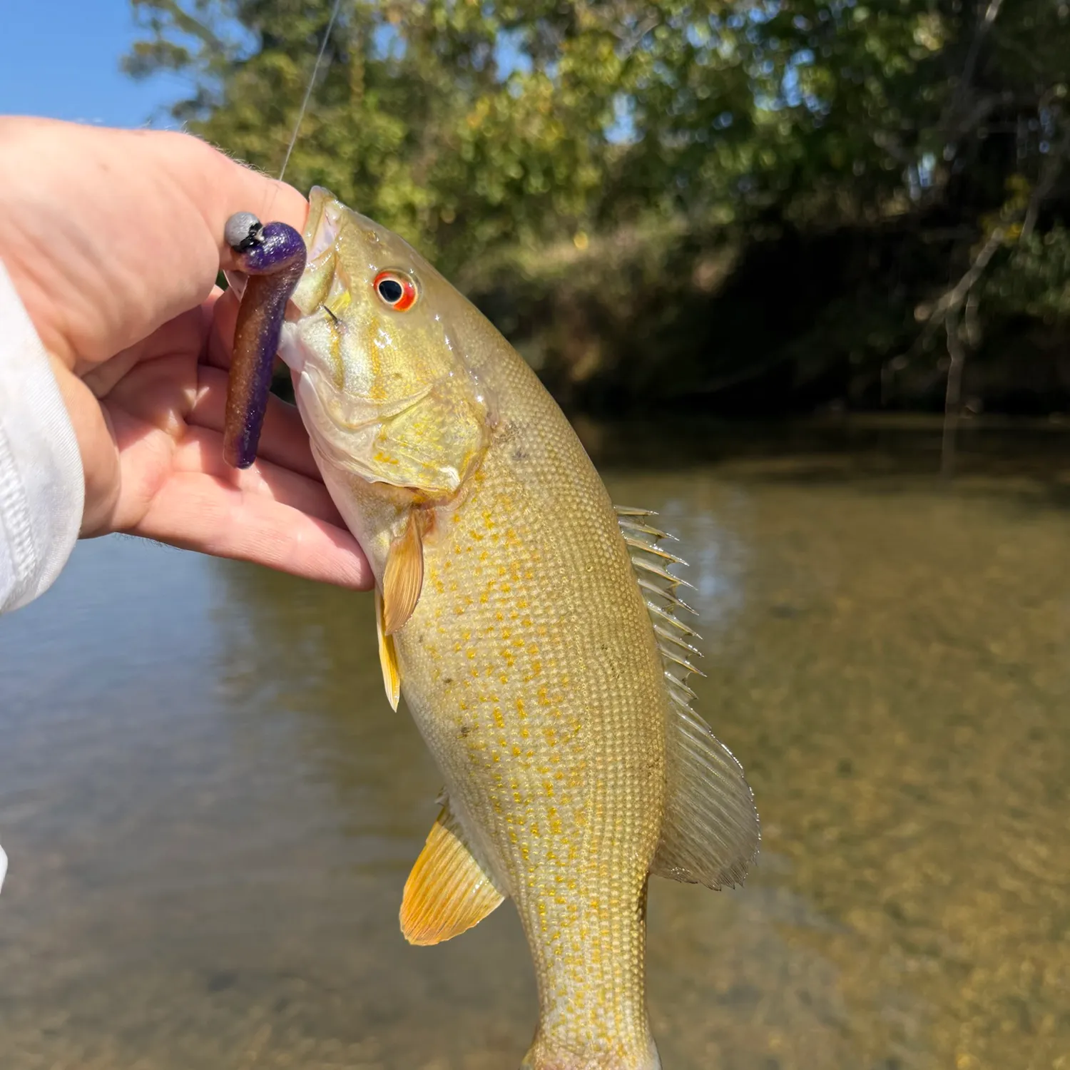 Smallmouth bass caught on Fishbrain
