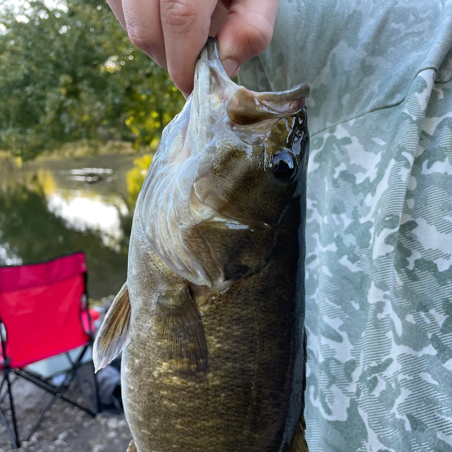 Smallmouth bass caught on Fishbrain