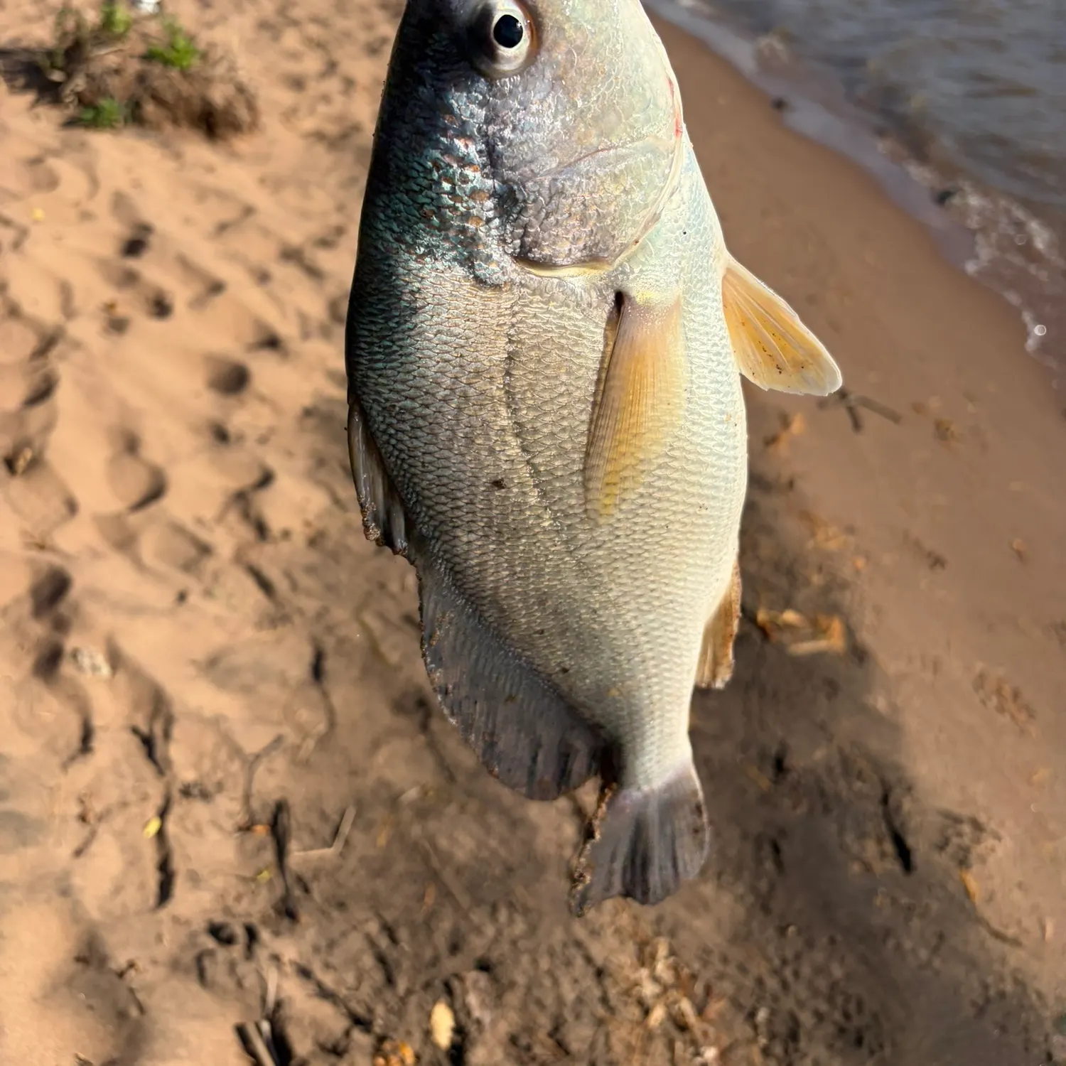 Freshwater drum caught on Fishbrain