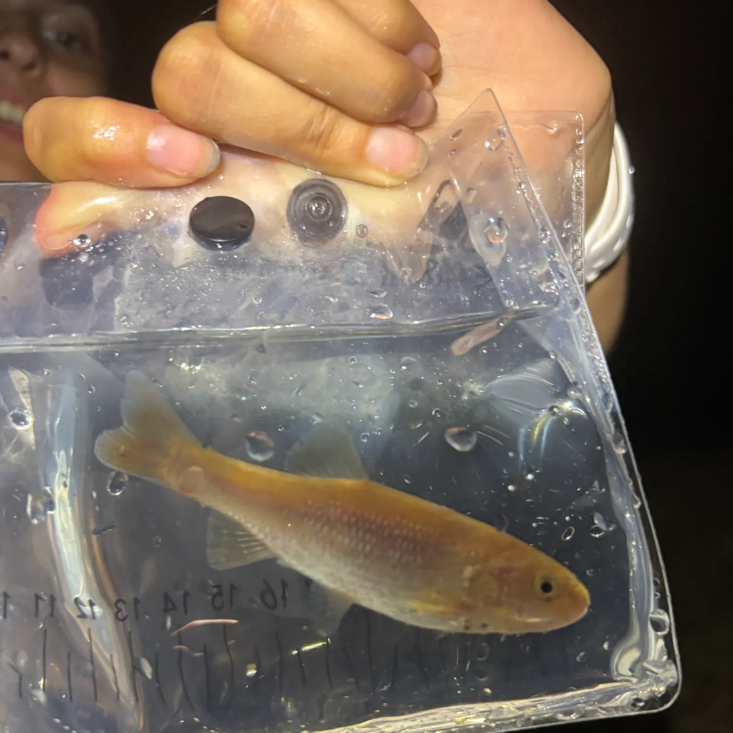 The most recent Dixie chub catches on Fishbrain