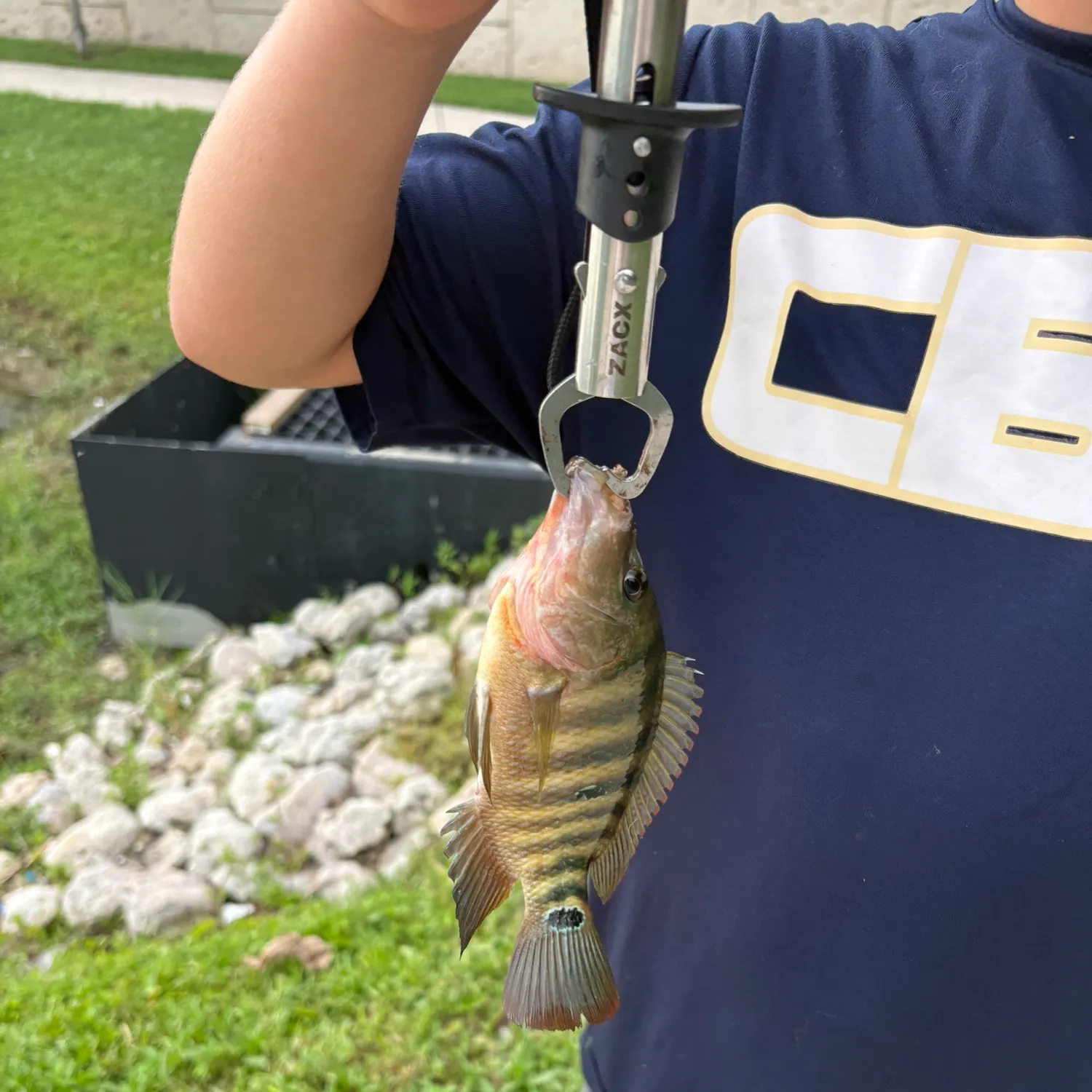 Mayan cichlid caught on Fishbrain