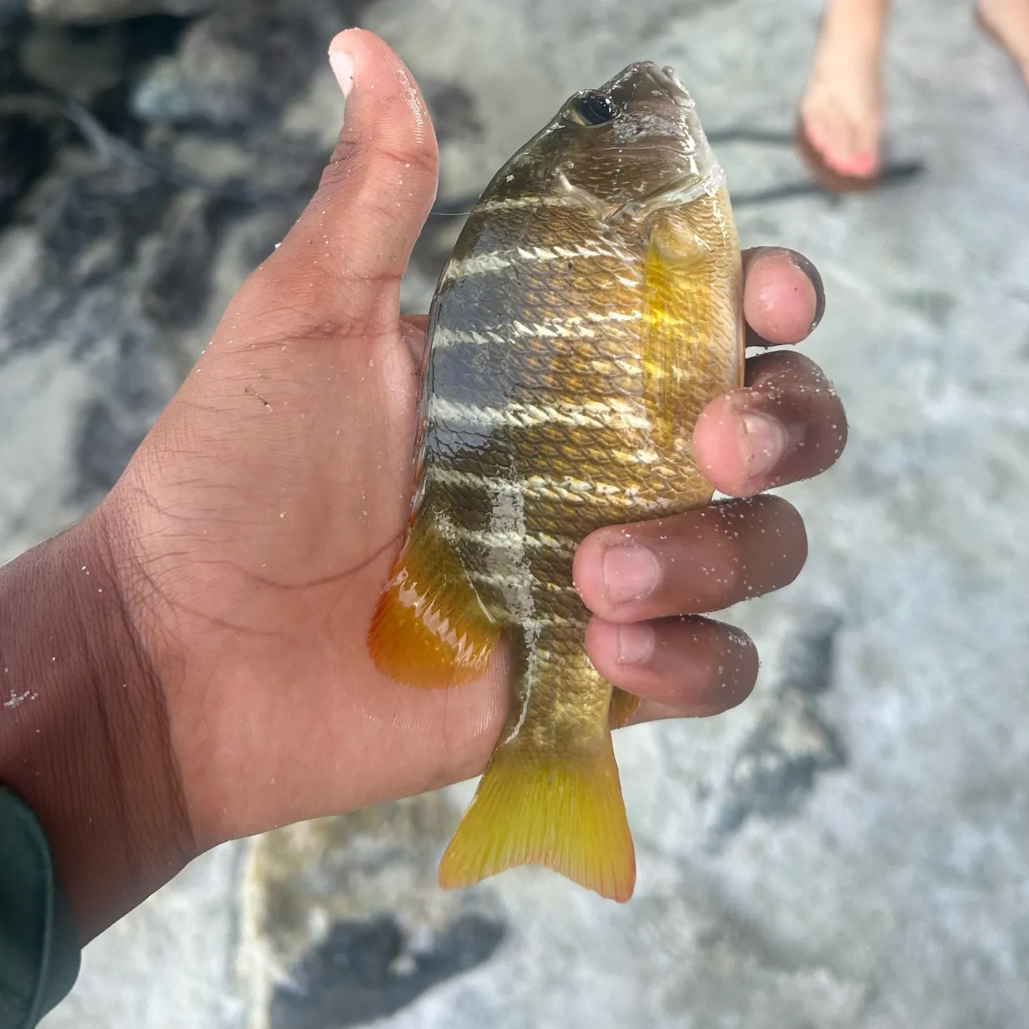 The most recent Schoolmaster snapper catches on Fishbrain