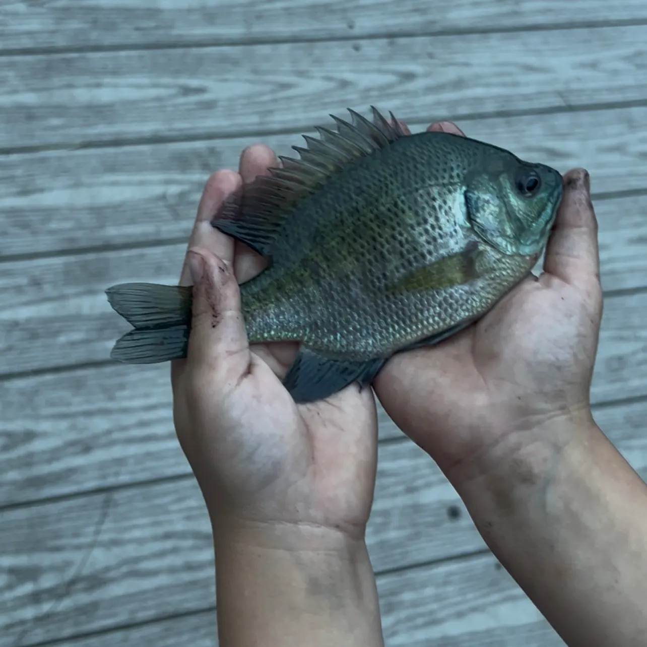 Bluegill caught on Fishbrain