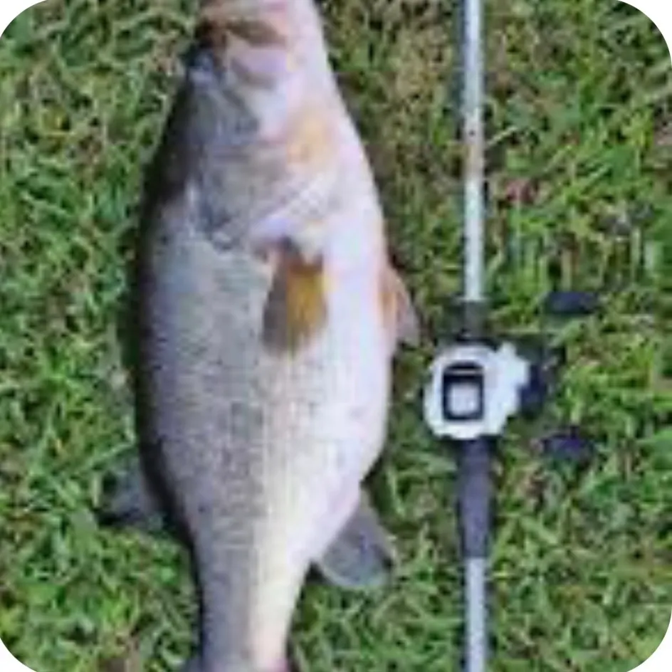 Cobbler caught on Fishbrain