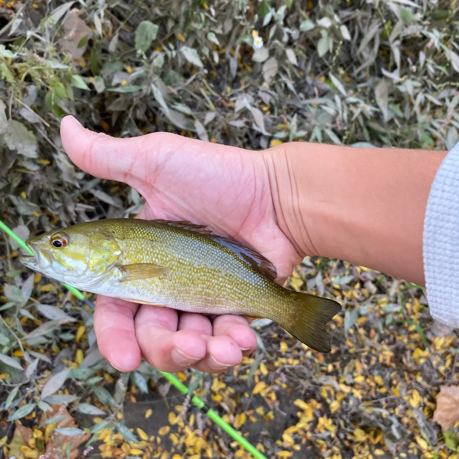 Smallmouth bass caught on Fishbrain